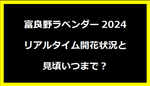 富良野ラベンダー2024リアルタイム開花状況と見頃いつまで？